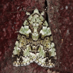 Blenina squamifera