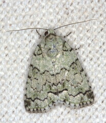 Blenina squamifera