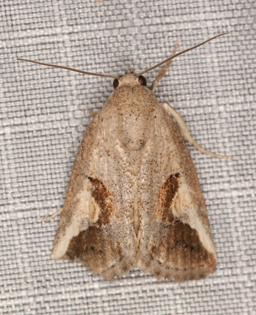Bryophilopsis