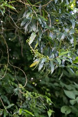 Kraussia floribunda
