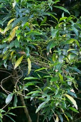 Kraussia floribunda