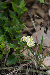 Microglossa mespilifolia
