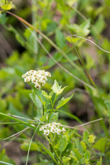 Microglossa mespilifolia