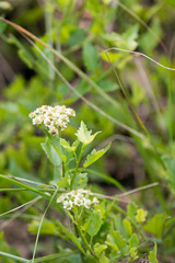 Microglossa mespilifolia