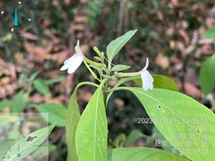Rhinacanthus nasutus