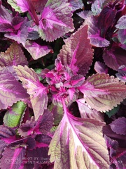 Coleus scutellarioides
