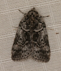 Pardasena roeselioides