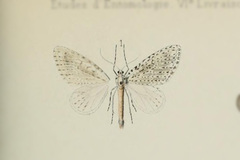 Graphidipus puncticulata