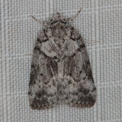 Pardasena roeselioides