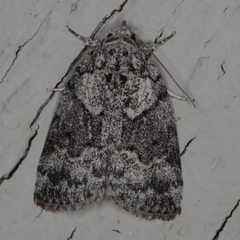 Pardasena roeselioides