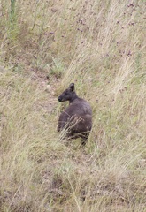 Osphranter robustus robustus