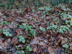 Lamium galeobdolon argentatum