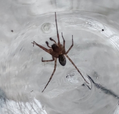 Amaurobius fenestralis