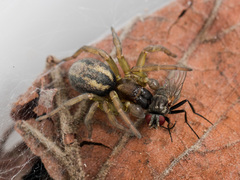 Arctobius agelenoides