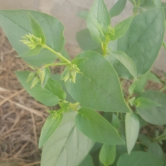 Trichodesma africanum