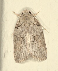 Pardasena virgulana