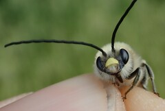 Eucera nigrescens