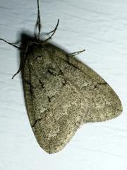 Paleacrita merriccata