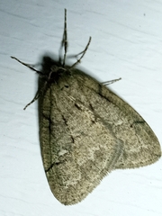 Paleacrita merriccata