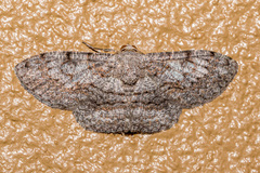 Ectropidia shoreae