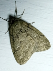 Paleacrita merriccata