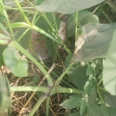 Trichodesma africanum