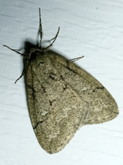 Paleacrita merriccata