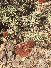 Eriogonum arborescens