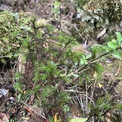 Dendroligotrichum tongariroense