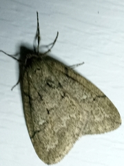 Paleacrita merriccata