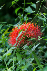 Scadoxus multiflorus katharinae