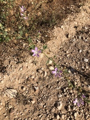 Malva weinmanniana