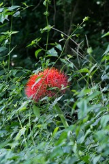 Scadoxus multiflorus katharinae