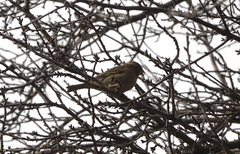 Passer domesticus