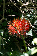 Scadoxus multiflorus katharinae