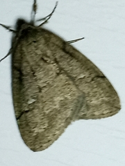 Paleacrita merriccata