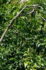 Searsia chirindensis