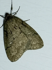 Paleacrita merriccata