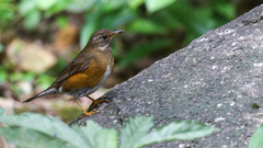 Turdus chrysolaus