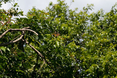 Searsia chirindensis