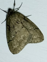 Paleacrita merriccata