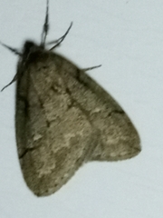 Paleacrita merriccata