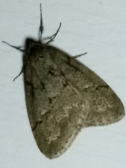 Paleacrita merriccata