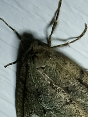 Paleacrita merriccata