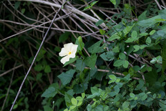 Thunbergia dregeana