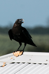Corvus albicollis