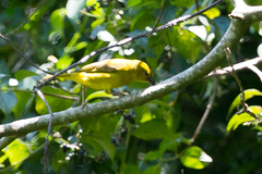 Ploceus subaureus subaureus