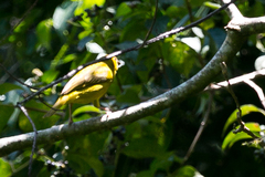 Ploceus subaureus subaureus