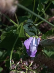 Centrosema pubescens