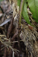 Arachniodes amabilis
